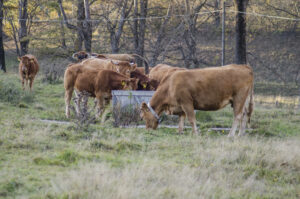 Water Storage Solutions for Livestock