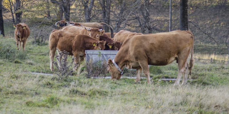 Water Storage Solutions for Livestock
